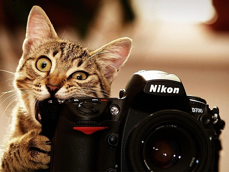 แชร์วิธี-แมวถ่ายภาพ